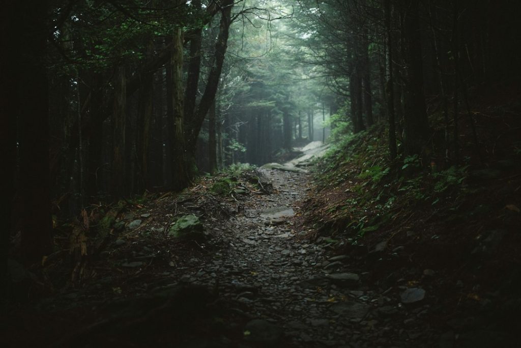 Sentier forestier sous la pluie